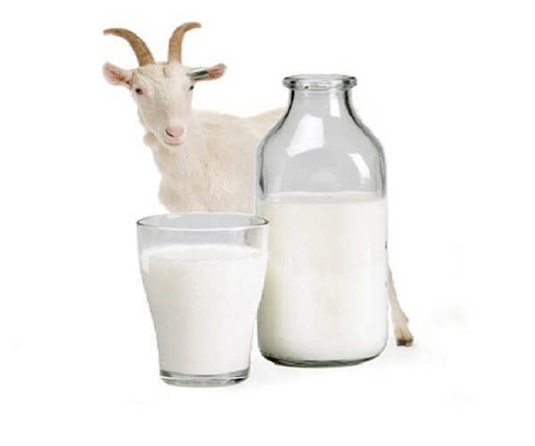 susu-kambing